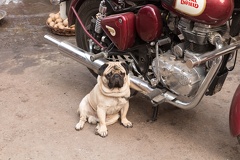 Royal Enfield mit Hund 20151211-082615.jpg