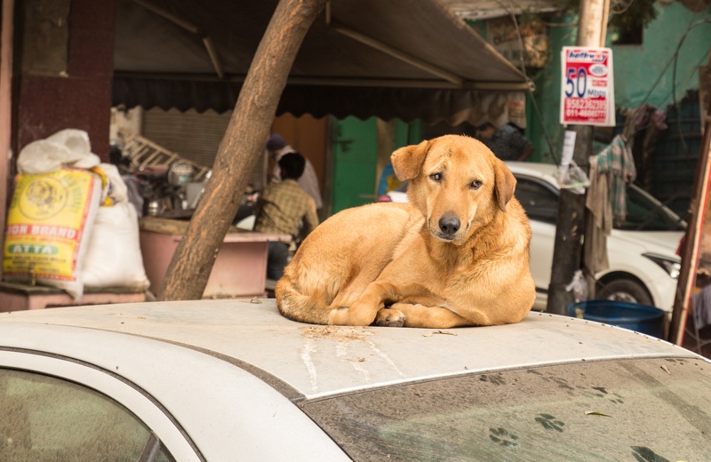 Völlig relaxed von dem Stress auf der Straße, ruht sich der Hund hier gemütlich aus. Das Autodach hat an seiner Stelle eine delle - ist das der Stammplatz des Hundes und hat er das Dach entsprechend eingedeullt? 20151211-093946.jpg