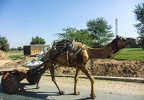 ein Kamel ist halt doch viel cooler als eine Kuh ;)
