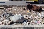 Kühe im Müll auf dem Highway