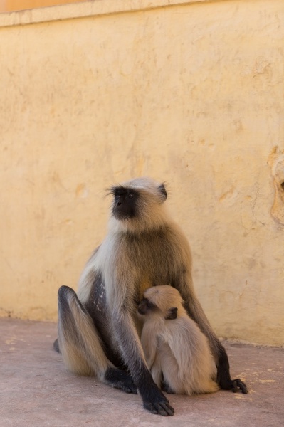 Affe 20151214-113700.jpg