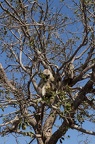 Affe im Baum