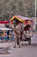 Kamel als Transportmittel