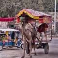 Kamel als Transportmittel